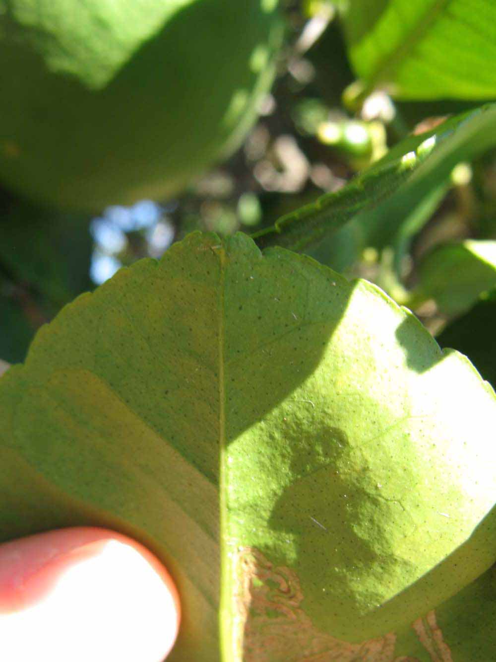              Margin (Winter Haven, FL)       